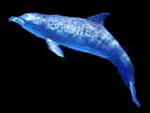 dolphin.jpg